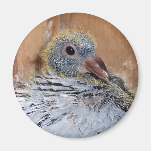 Bébé Homing Pigeon Magnet (Devant)