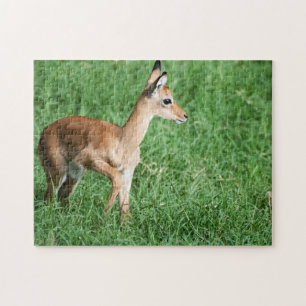 Bébé Impala dans Puzzle vert verdoyant