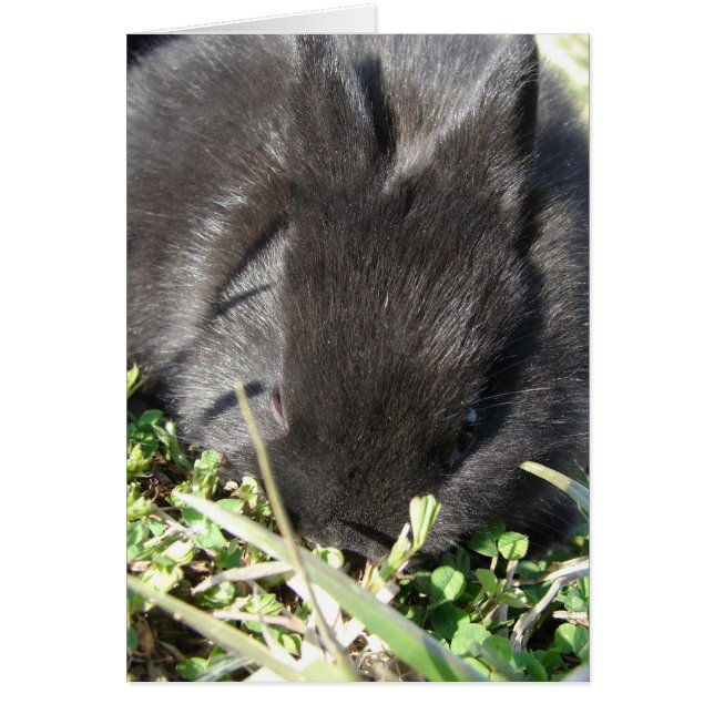 Bébé Lapin (Devant)
