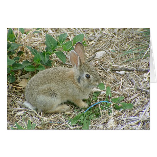 Bébé Lapin Et Feuille (Devant horizontal)