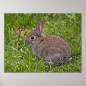 Bébé Lapin Impression (Devant)