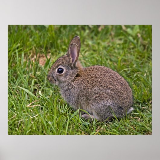 Bébé Lapin Impression (Devant)