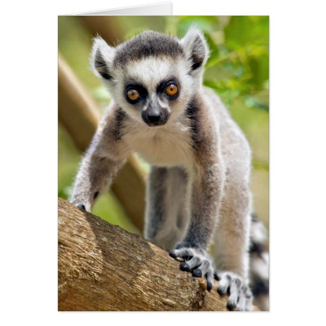 Bébé lémurien à queue annelée (Devant)