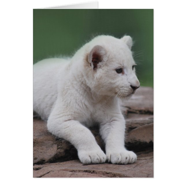 Bébé lionceau blanc 2 (Devant)