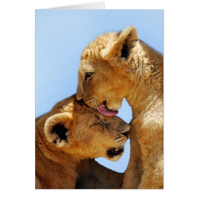 Bébé lions amour (Devant)