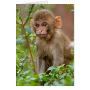 Bébé macaque rhésus, temple des singes, Jaipur
