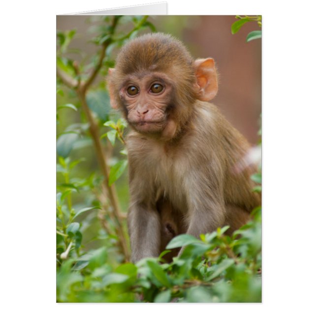 Bébé macaque rhésus, temple des singes, Jaipur (Devant)