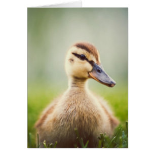 Bébé Mallard Ducking