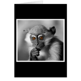 Bébé Mangabey Singe