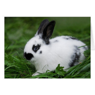 Bébé mignon lapin anglais - Bébé Animaux