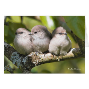 Bébé mignonne Bushtit Songbirds dans la carte Poir