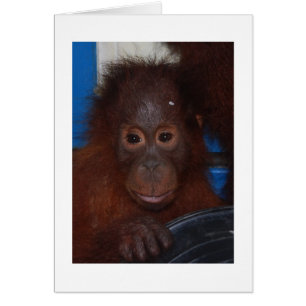Bébé Orangoutan, fils d'Akmad