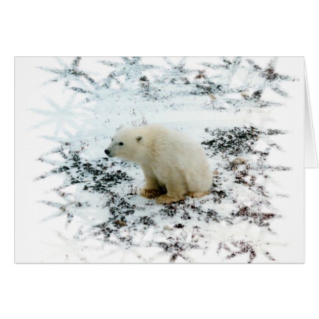 bébé ours polaire (Devant horizontal)