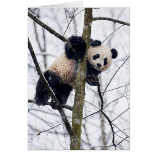 Bébé Panda dans l'arbre