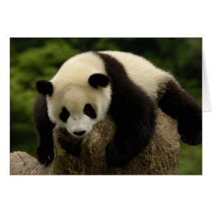 Bébé panda géant (Ailuropoda melanoleuca)