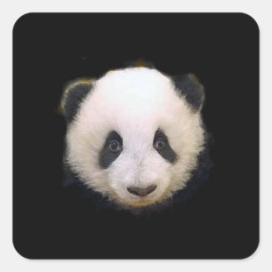 Bébé Panda Sticker - Stickers Carré