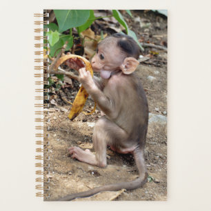 Bébé singe