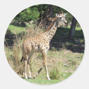 Bébé Stickers Giraffe