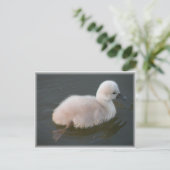 Bébé Swan Out Pour Une Carte Postale De Bain (Debout devant)