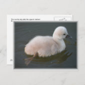 Bébé Swan Out Pour Une Carte Postale De Bain (Devant / Derrière)