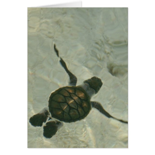 Bébé Tortue De Mer Se Baignant Dans La Mer (Devant)