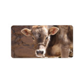 Bébé Vache - Brown bébé Veau gros plan Étiquette v (Devant)