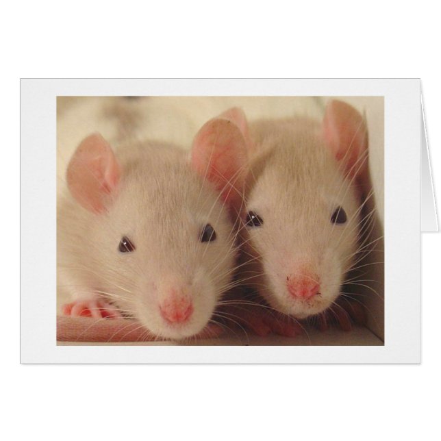 bébés (Devant horizontal)