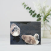 Bébés de cygne - carte postale (Debout devant)