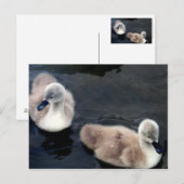 Bébés de cygne - carte postale (Devant / Derrière)