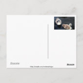 Bébés de cygne - carte postale (Dos)