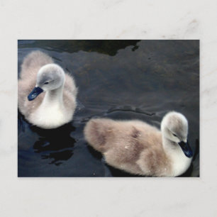 Bébés de cygne - carte postale