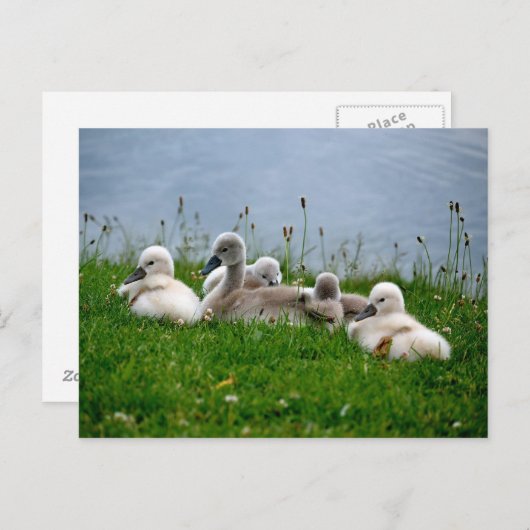 Bébés de cygne doux - Carte postale (Devant / Derrière)