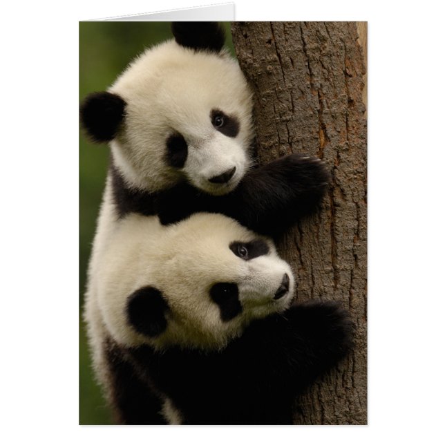 Bébés de panda géant (Ailuropoda melanoleuca) 2 (Devant)
