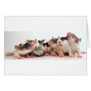 Bébés idiots de garçon