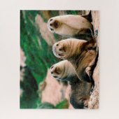 Bébés Otaries, Puzzle (Vertical)