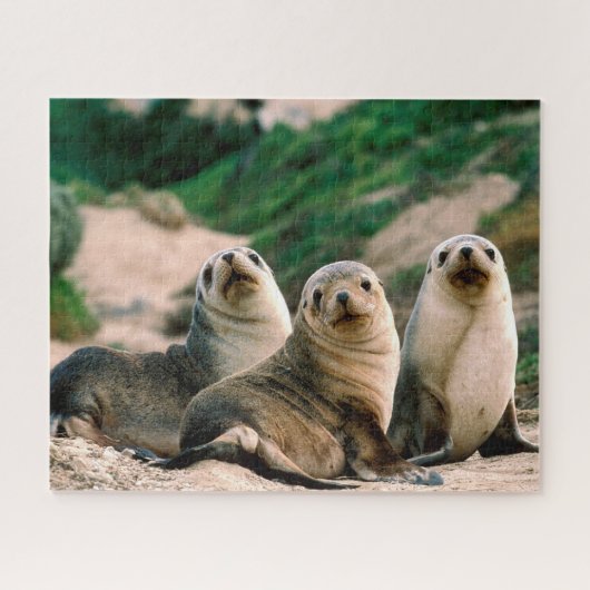 Bébés Otaries, Puzzle (Horizontal)