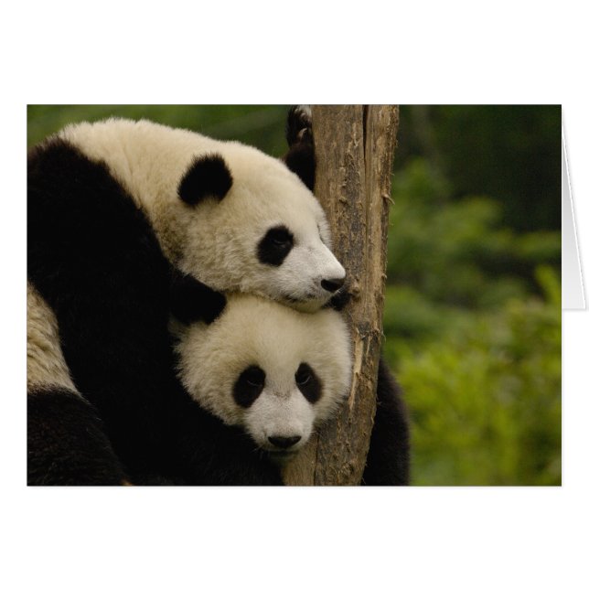Bébés panda géant Ailuropoda melanoleuca) (Devant horizontal)