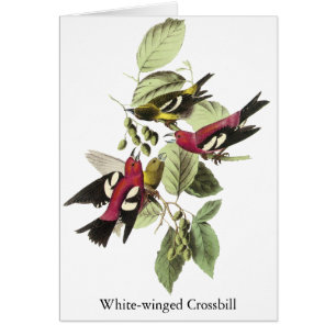 bec croisé Blanc-à ailes - John James Audubon