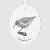 Bécasseau tacheté (devant)