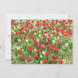 Bed of Tulips, Gorsedd Gardens, Cardiff, Wales. Kaart
