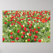 Bed of Tulips, Gorsedd Gardens, Cardiff, Wales. Poster (Voorkant)