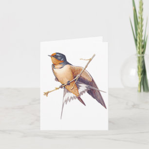 Bedankt - Barn Swallow