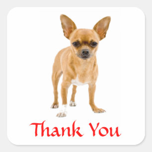 Bedankt Chihuahua Puppy Dog Greetings Sticker