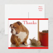 Bedankt English Bulldog Pup Groet Briefkaart (Voorkant / Achterkant)