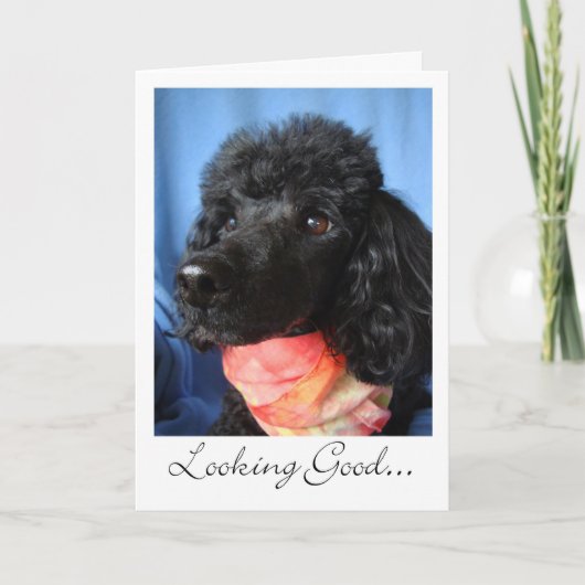 Bedankt om met Scarf te groeperen of te stileren (Voorkant)
