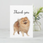 Bedankt Pommeren Dog Pet Animal (Staand voorkant)