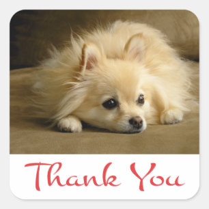 Bedankt Pommeren Puppy Dog Stickers / Labels