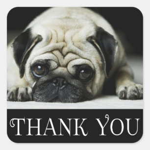 Bedankt Pug Puppy Dog Zwart & Wit Vierkante Sticker