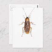 BEDAZZLED ROACH BRIEFKAART (Voorkant / Achterkant)