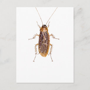BEDAZZLED ROACH BRIEFKAART